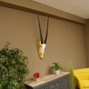 Oryx (Oryx gazella) Hoornlengte 80,5 cm Antilope...