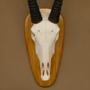 Oryx (Oryx gazella) Longueur des cornes 80,5 cm Antilope Spießbock Afrique Trophée crânien Bouclier 88.3.109