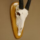 Oryx (Oryx gazella) Longueur des cornes 80,5 cm Antilope Spießbock Afrique Trophée crânien Bouclier 88.3.109