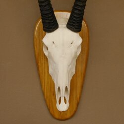 Oryx (Oryx gazella) Longueur des cornes 80,5 cm Antilope Spießbock Afrique Trophée crânien Bouclier 88.3.109