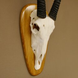 Oryx (Oryx gazella) Longueur des cornes 80,5 cm Antilope Spießbock Afrique Trophée crânien Bouclier 88.3.109