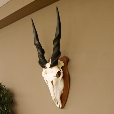 Eland (Taurotragus oryx) Skull trophy HL 78 cm Antelope Africa Trophy plaque 88.13.23