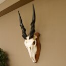 Eland (Taurotragus oryx) Teschio trofeo HL 78 cm Antilope...