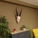 Eland (Taurotragus oryx) Skull trophy HL 78 cm Antelope Africa Trophy plaque 88.13.23