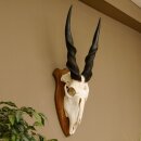 Éland (Taurotragus oryx) Trophée de...