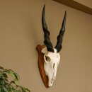 Eland (Taurotragus oryx) Skull trophy HL 78 cm Antelope Africa Trophy plaque 88.13.23