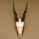 Eland (Taurotragus oryx) Skull trophy HL 78 cm Antelope Africa Trophy plaque 88.13.23
