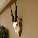 Eland (Taurotragus oryx) Skull trophy HL 78 cm Antelope Africa Trophy plaque 88.13.23