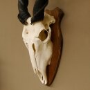 Eland (Taurotragus oryx) Skull trophy HL 78 cm Antelope Africa Trophy plaque 88.13.23