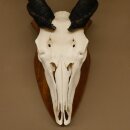 Eland (Taurotragus oryx) Skull trophy HL 78 cm Antelope Africa Trophy plaque 88.13.23