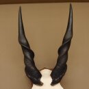 Eland (Taurotragus oryx) Skull trophy HL 78 cm Antelope Africa Trophy plaque 88.13.23
