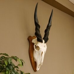 Eland (Taurotragus oryx) Skull trophy HL 78 cm Antelope Africa Trophy plaque 88.13.23