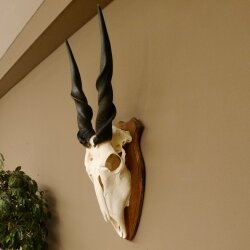 Eland (Taurotragus oryx) Skull trophy HL 78 cm Antelope Africa Trophy plaque 88.13.23