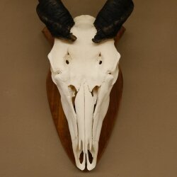 Eland (Taurotragus oryx) Skull trophy HL 78 cm Antelope Africa Trophy plaque 88.13.23