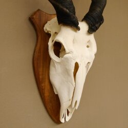 Eland (Taurotragus oryx) Skull trophy HL 78 cm Antelope Africa Trophy plaque 88.13.23