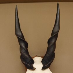 Eland (Taurotragus oryx) Skull trophy HL 78 cm Antelope Africa Trophy plaque 88.13.23