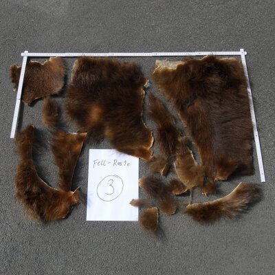 GRIZZLY Ours Restes de peau dours Peau dours avec autorisation de vente Paquet de peaux 3