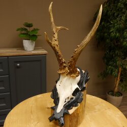 Rehgeweih HL 26,7 cm Rehbock Gewicht 405 g Bock Reh Geweih Gehörn geschnitztem Trophäenschild