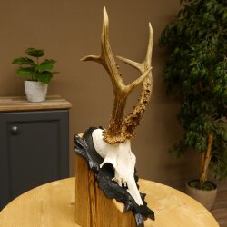 Rehgeweih HL 26,7 cm Rehbock Gewicht 405 g Bock Reh Geweih Gehörn geschnitztem Trophäenschild