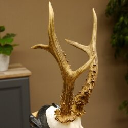 Rehgeweih HL 26,7 cm Rehbock Gewicht 405 g Bock Reh Geweih Gehörn geschnitztem Trophäenschild