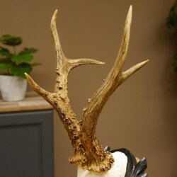 Rehgeweih HL 26,7 cm Rehbock Gewicht 405 g Bock Reh Geweih Gehörn geschnitztem Trophäenschild