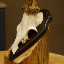 Rehgeweih "Mörderbock" HL 24 cm Reh Bock...