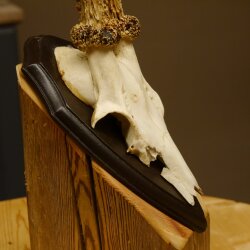 Reebokgewei "Mörderbock" HL 24 cm Reebokgewei Reebok op trofeeplaat