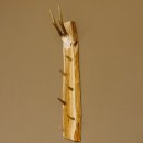 Key rack antler bar handmade key unique 6 hooks deer...