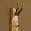Key rack antler bar handmade key unique 6 hooks deer antler 27.8.117