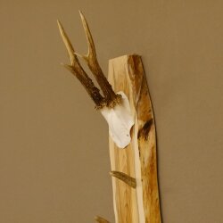 Key rack antler bar handmade key unique 6 hooks deer antler 27.8.117
