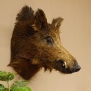 Cinghiale Cinghiale europeo Testa di cinghiale Altezza 59 cm Testa Animale imbalsamato Preparato Trofeo 34.1.71