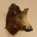 Cinghiale Cinghiale europeo Testa di cinghiale Altezza 59 cm Testa Animale imbalsamato Preparato Trofeo 34.1.71