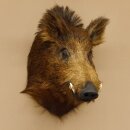 Cinghiale Cinghiale europeo Testa di cinghiale Altezza 59 cm Testa Animale imbalsamato Preparato Trofeo 34.1.71