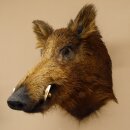 Cinghiale Cinghiale europeo Testa di cinghiale Altezza 59 cm Testa Animale imbalsamato Preparato Trofeo 34.1.71