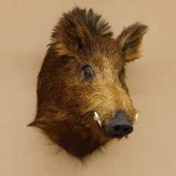 Cinghiale Cinghiale europeo Testa di cinghiale Altezza 59 cm Testa Animale imbalsamato Preparato Trofeo 34.1.71