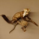 Steinmarder Marder auf Ast Präparat taxidermy Deko Tierpräparat 89.5.225