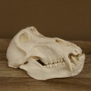 Baboons Baboon Skull Monkey Length 22 cm Baboon with certificate of origin