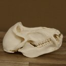 Baboons Baboon Skull Monkey Length 22 cm Baboon with certificate of origin