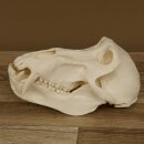 Baboons Baboon Skull Monkey Length 22 cm Baboon with certificate of origin