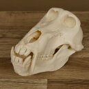 Baboons Baboon Skull Monkey Length 22 cm Baboon with certificate of origin