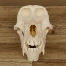 Baboons Baboon Skull Monkey Length 22 cm Baboon with certificate of origin