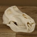 Baboons Baboon Skull Monkey Length 22 cm Baboon with certificate of origin