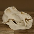 Baboons Baboon Skull Monkey Length 22 cm Baboon with certificate of origin