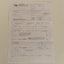 Baboons Baboon Skull Monkey Length 22 cm Baboon with certificate of origin