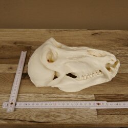 Baboons Baboon Skull Monkey Length 22 cm Baboon with certificate of origin