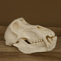 Baboons Baboon Skull Monkey Length 22 cm Baboon with certificate of origin