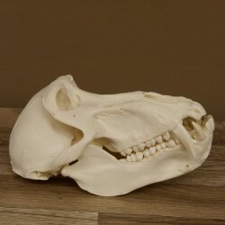Baboons Baboon Skull Monkey Length 22 cm Baboon with certificate of origin