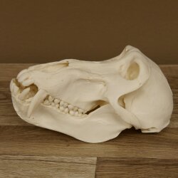 Baboons Baboon Skull Monkey Length 22 cm Baboon with certificate of origin