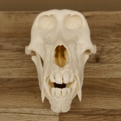 Baboons Baboon Skull Monkey Length 22 cm Baboon with certificate of origin