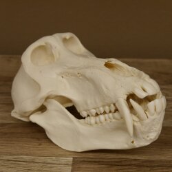 Baboons Baboon Skull Monkey Length 22 cm Baboon with certificate of origin